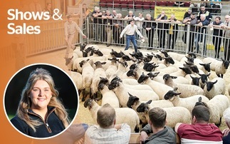 OPINION: The breeding season brings excitement, but bluetongue is testing sheep farmers