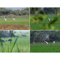 Pariej wetland emerges as Sarus crane conservation success in Gujarat