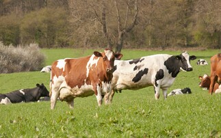 Partner Insight: National BVD survey - a chance to have your say