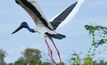 A Jabiluka local. Photo courtesy NT government