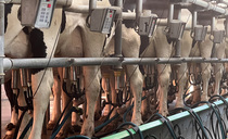 Less powerful spring flush helps milk prices