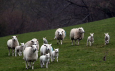 Future of Farming: How to strengthen livestock resilience and future-proof your farm 