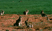 Vic rabbits run riot