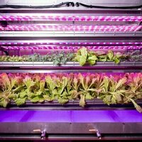 Why grow plants in space? They can improve how we produce food and medicine on Earth