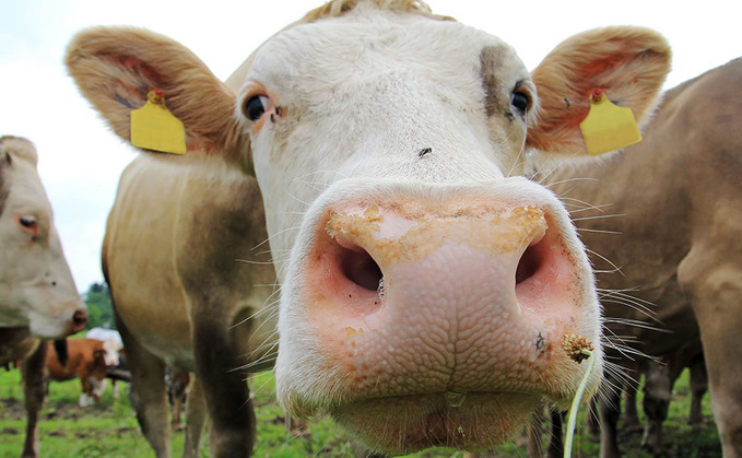 5 ways beef is good for you AND the environment