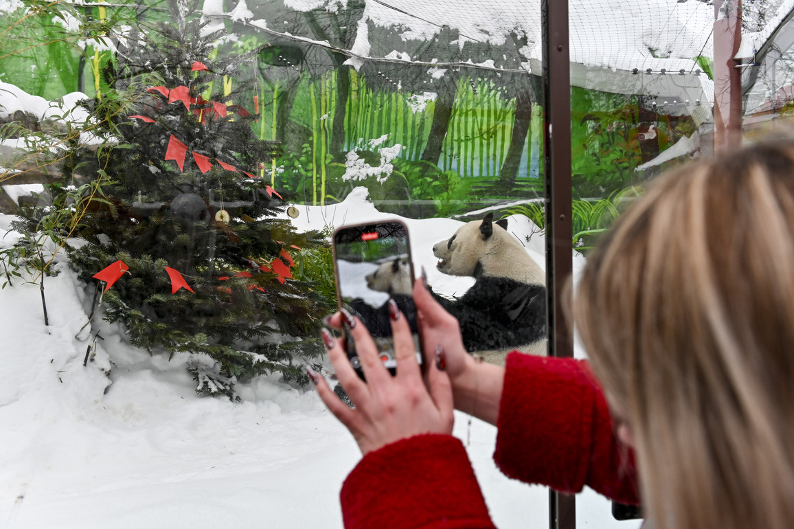 RUSSIA-MOSCOW-CHINESE LUNAR NEW YEAR-GIANT PANDAS