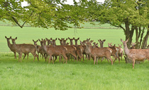 Deer and Christmas trees combine to provide opportunities for the next generation