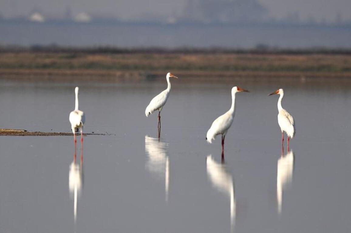 Bird conservation efforts expand in China's Dongting Lake