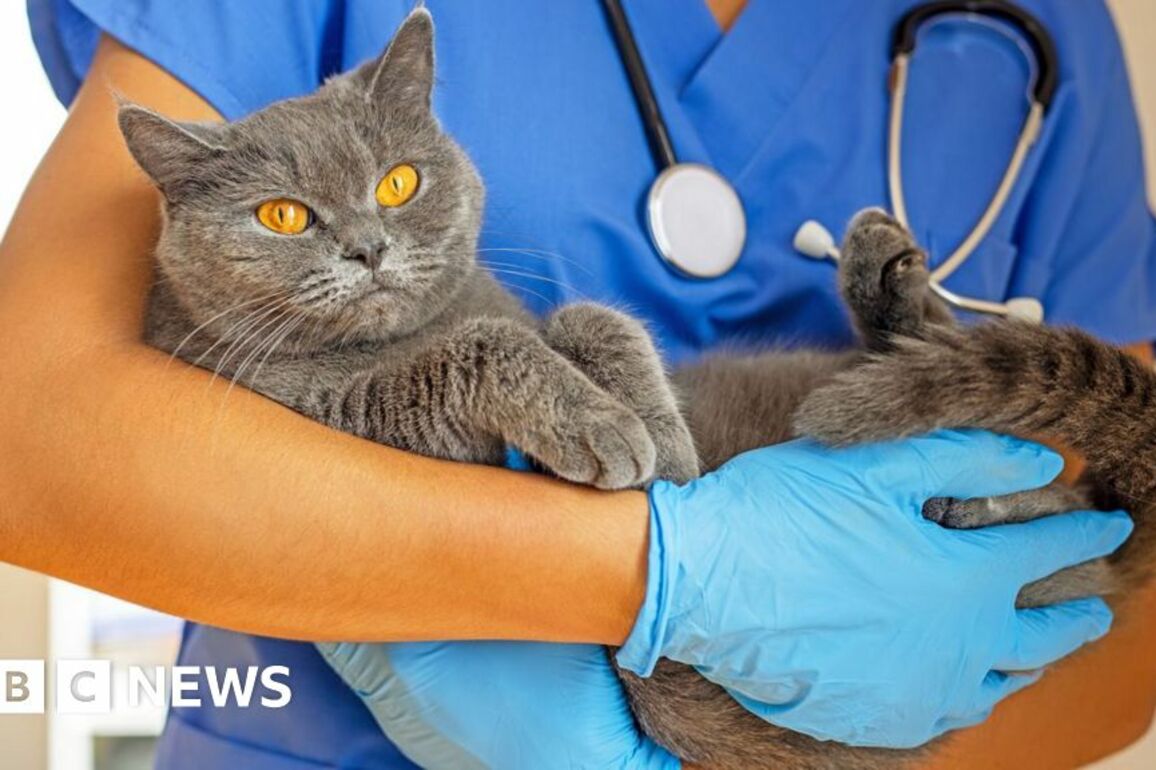 Vets say they are under pressure to bring in more money per pet