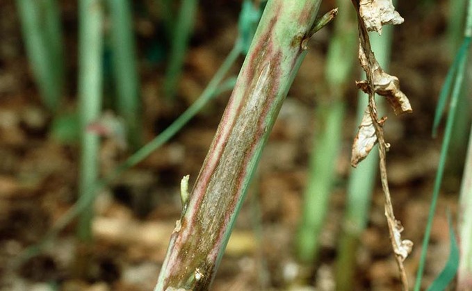 Cereals 2022: Rapid test for light leaf spot