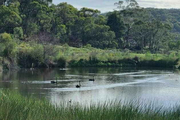 Surviving swamps on South Australia's parched Fleurieu Peninsula are a lifeline to wildlife - and farmers
