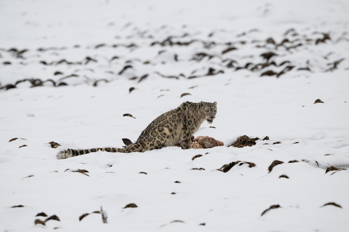 (EcoChina) CHINA-SICHUAN-ABA-SNOW LEOPARD (CN)