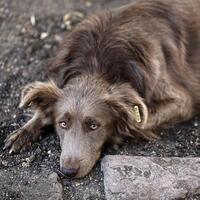 Egypt steps up efforts to rein in rising stray dog population
