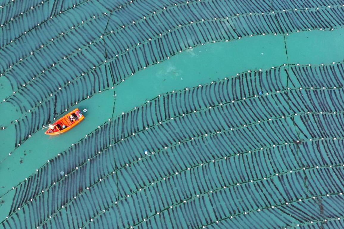 Economy | Shandong builds marine farms to enrich "blue food depot"