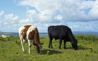 Groundswell 2025: Abattoir access is critical to success of direct selling