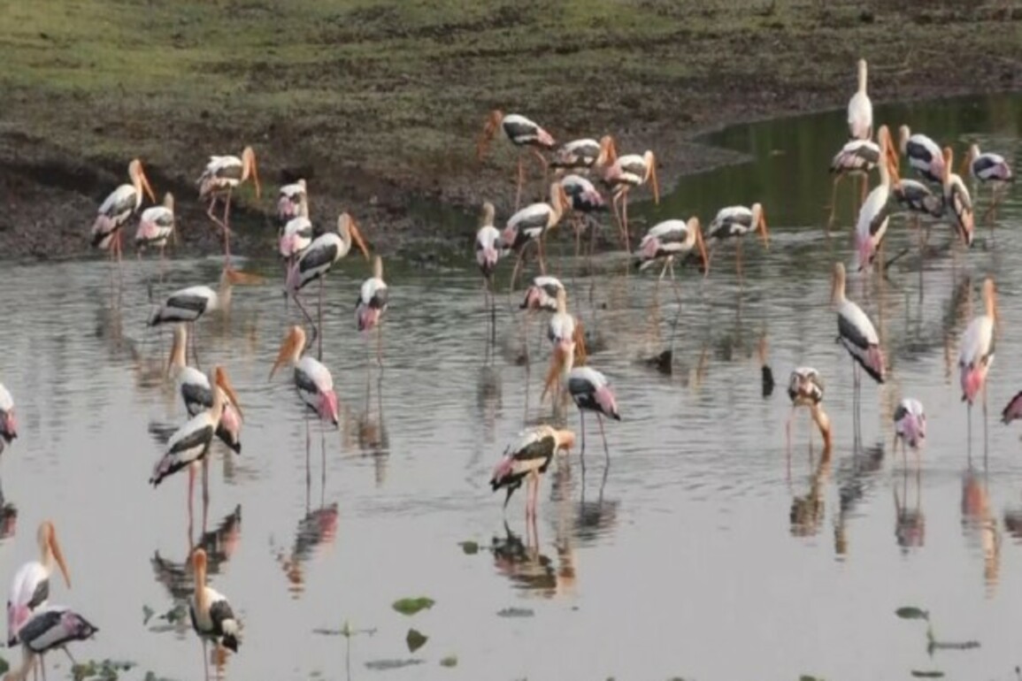 Large Flock of flamingos arrives in coastal areas of Thoothukudi, Tamil Nadu