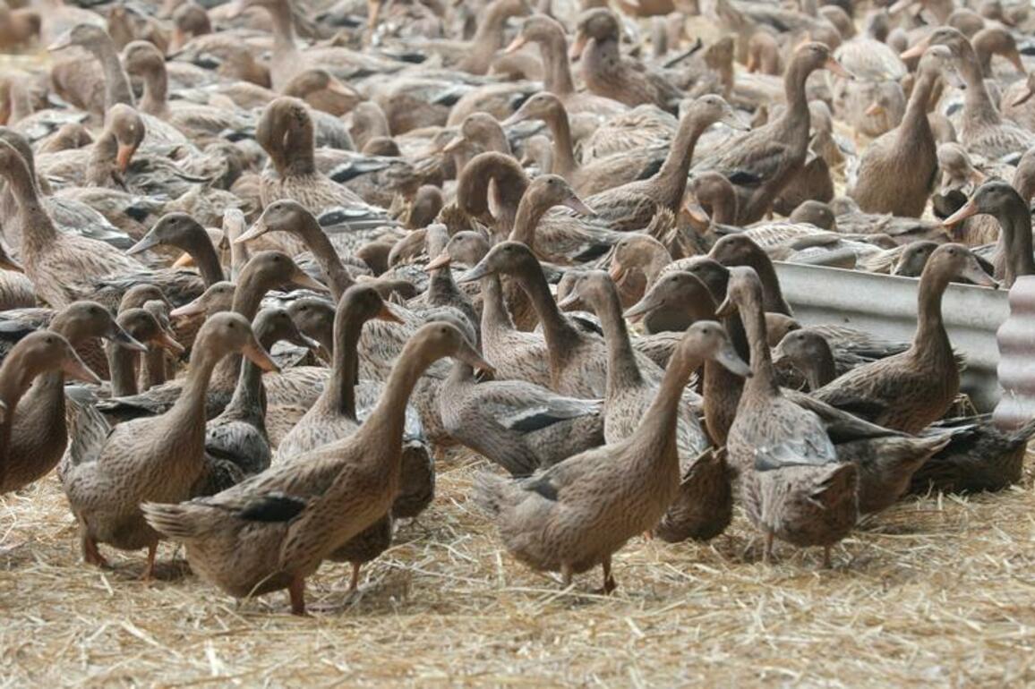 Economy | Liaoyang boosts farmers' income with advanced duck egg industry chain