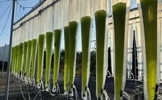 How HutanBio plans to decarbonise heavy transport by growing microalgae in deserts