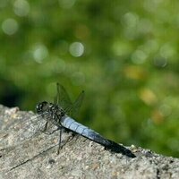 Une etude revle le role des insectes et escargots dans les ecosystmes aquatiques africains