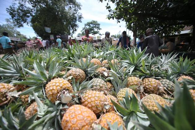 Farmers in Bangladesh's pineapple heartland eye Chinese market