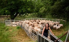 Great British Wool Revival: Wiltshire farmer finds farm-to-consumer outlet for wool