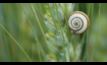 A multi-million-dollar research project is set to tackle snail control methods. Image courtesy GRDC.