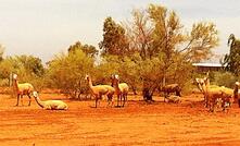 Minderoo's resident alpacas. An application for mining leases on that property kicked off this turmoil. Photo: Karma Barndon