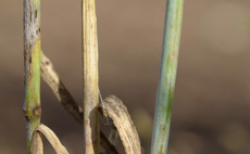 Rare cereal disease found in trial plots at Oak Park