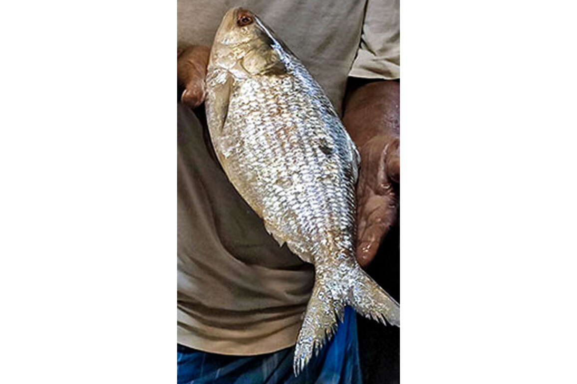 37 companies to export Hilsha fish from Bangladesh to India for Durga Puja