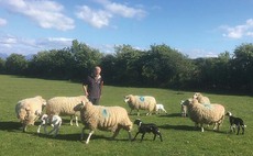 First fat tailed Damara lambs born in Wales