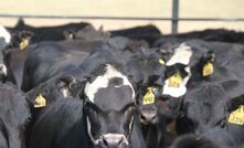 Heterosis is expressed in crossbred animals due to the increase in genetic diversity when multiple breeds are used. 