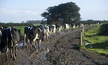 Young guns to milk NZ for dairy knowledge