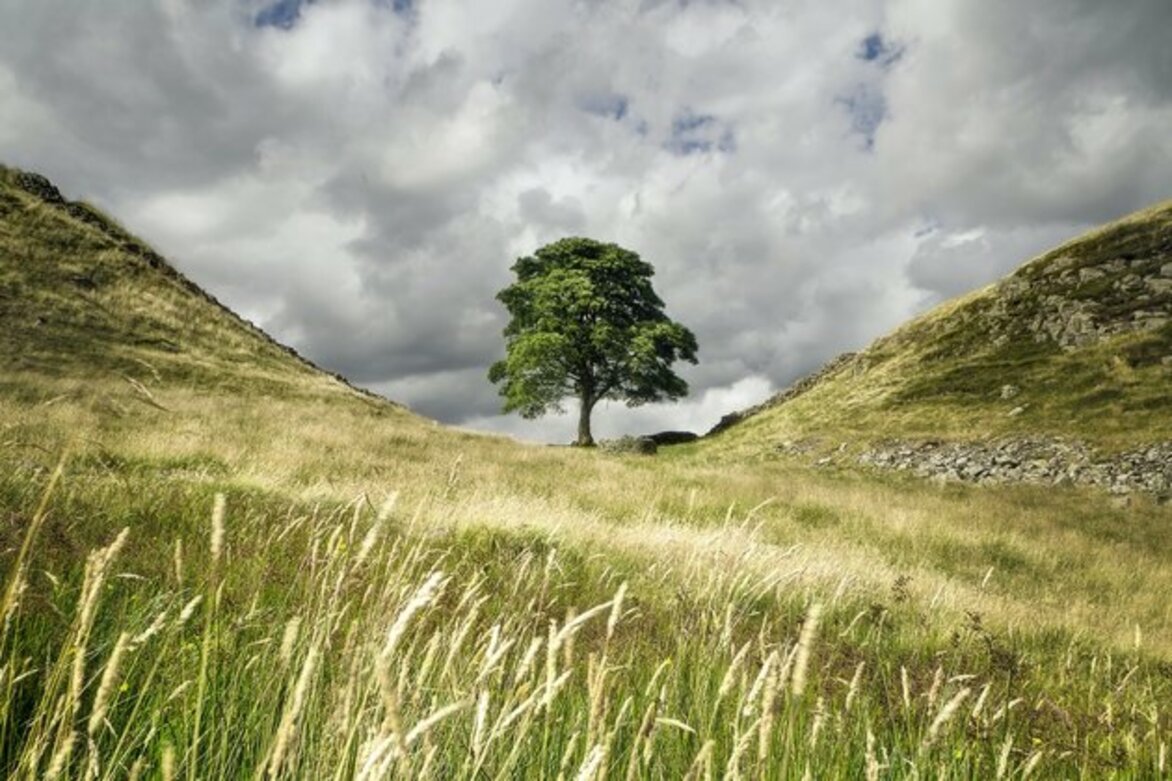 The Sycamore Gap: four other significant tree destructions from history