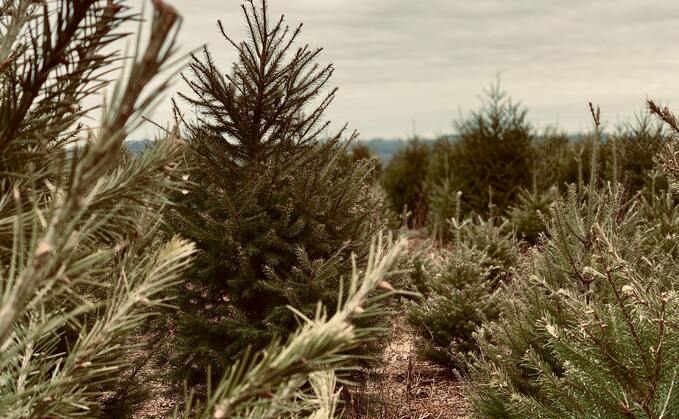 The Jones Family Tree Farm, Shelton, Connecticut. Image via Unsplash/Oliver Dumoulin