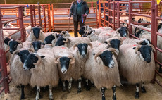 A round up of recent livestock sale reports