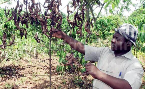Paul Nsubuga ng’alaga emmwaanyi ezitandise okukala. Paul Nsubuga ng’alaga emmwaanyi ezitandise okukala.