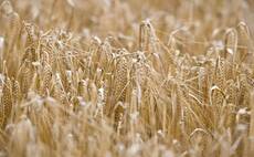 UK leading Europe in spring malting barley production