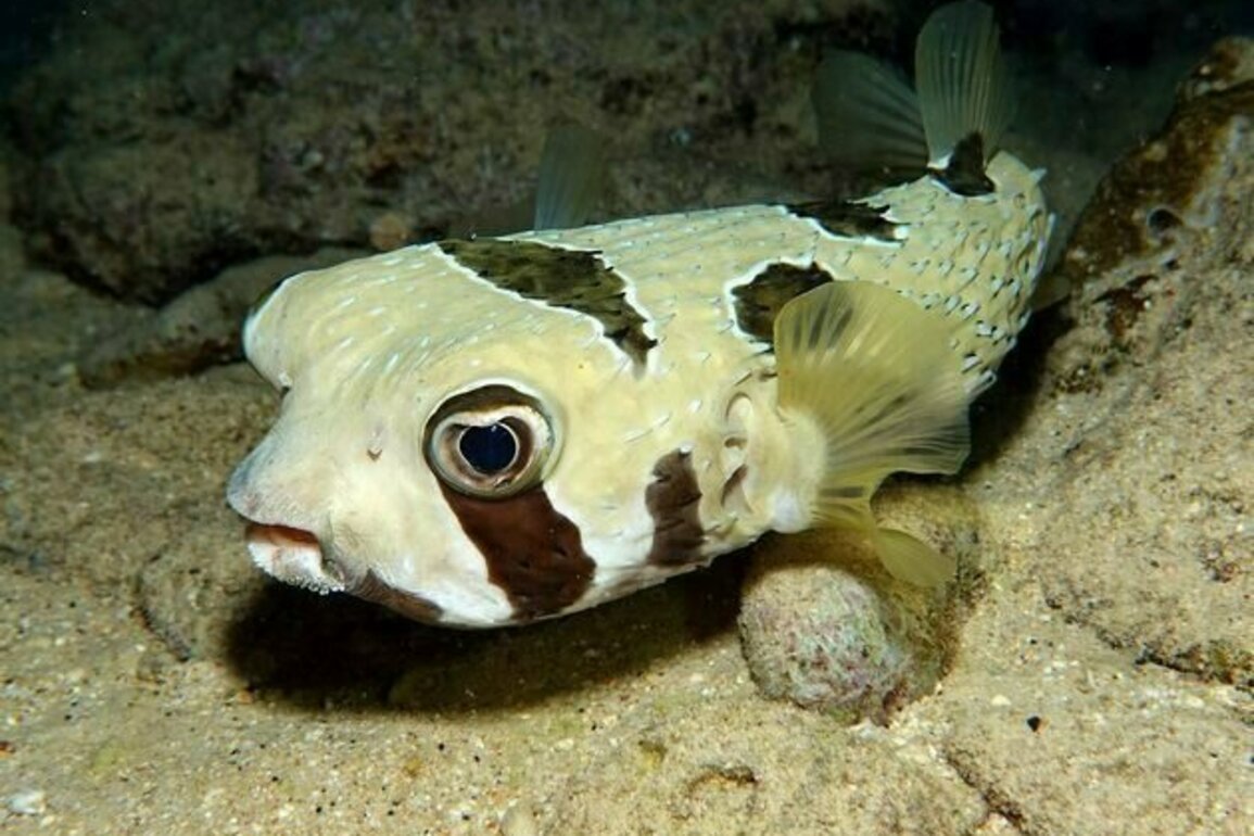 Fish 'fingerprints' in the ocean reveal which species are moving homes due to climate change