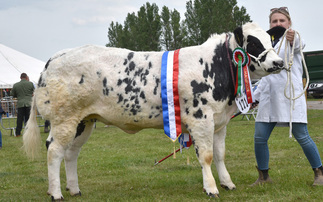 British Blue heifer reigns supreme at Nottinghamshire County Show