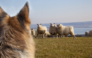 NSA sheep worrying campaign highlights concerning gap between dog owners' awareness and behaviour