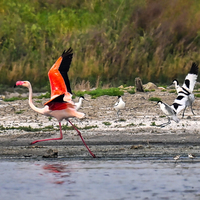 #(EcoChina) CHINA-SHANXI-YUNCHENG-SALT LAKE-BIRDS (CN)