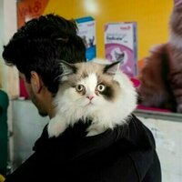Social media storm throws cat owners in Kashmir into tizzy
