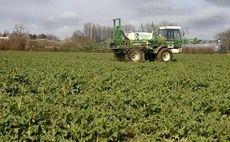 Mapping genetic diversity in canola