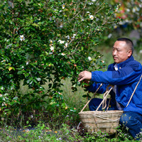 ChineseToday | Forestry developer spends over a decade greening hills and boosting farmers' incomes