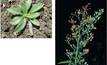 Workshops to build knowledge in fleabane management