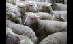  Restocker lambs are in high demand with continued growth of The National Flock.