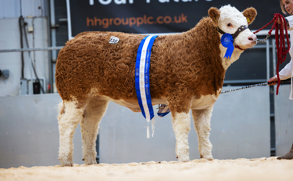 Simmentals in demand at Next Gen V