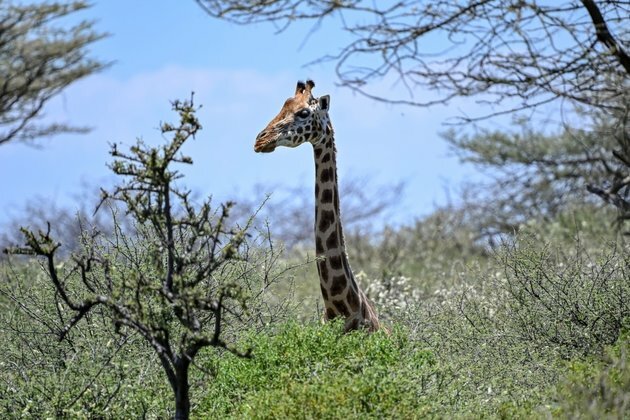 Kenya App Allows Users to Help Track Rare Mammals