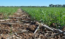 Victrato is a new seed treatment that may help reduce the impact of crown rot in cereals. 