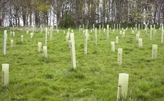 Fears tree planting will lead to 'contraction' of tenanted sector